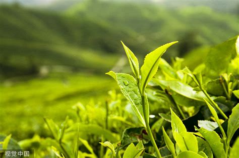 关于茶类的名字,所有茶名字大全,茶叶的名字都有啥_大山谷图库