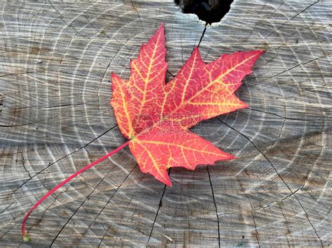 树日志部分背景上的孤立秋天枫叶高清图片下载-正版图片507439737-摄图网