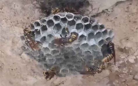 蜂房用量一般多少克？ - 蜂巢 - 酷蜜蜂