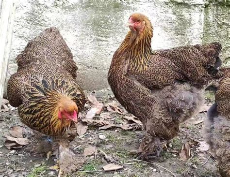 纯种正宗婆罗门鸡活体 大梵天婆罗门鸡宠物活鸡 巨型婆罗门鸡种蛋-阿里巴巴