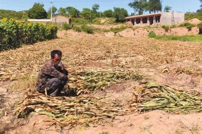 陕西靖边4000亩转基因玉米遭强铲 种子经销商被拘留_手机新浪网