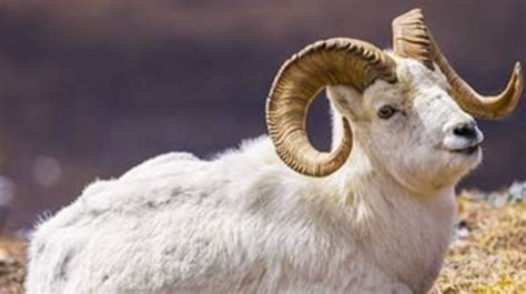 属羊的今年多大 属羊的今年多大了2023-十二生肖网