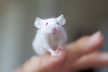 属老鼠是哪一年出生的