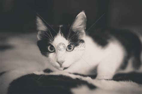 在绿草背景的黑白小猫高清图片下载-正版图片504292590-摄图网