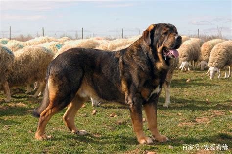 世界上最大的狗狗排名 详解：土耳其巨型犬的坎高 - 遇奇吧
