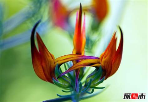世界10大罕见的花：天山雪莲和鬼兰均上榜(2)_巴拉排行榜