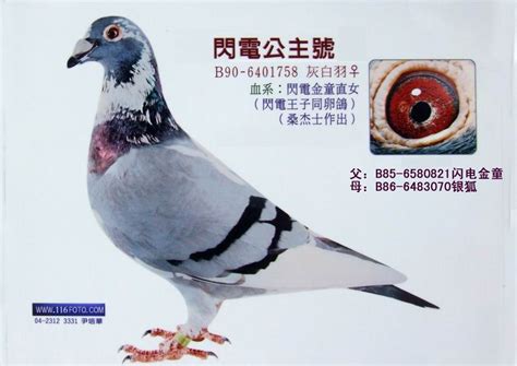 中国最好的桑杰士信鸽,的桑杰士种鸽图片,桑杰士信鸽(第2页)_大山谷图库