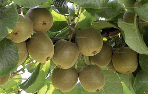 猕猴桃新品种瑞玉的介绍和栽培方法