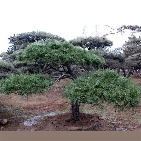 造型黑松属于乔木还是灌木-园林杂谈-长景园林网