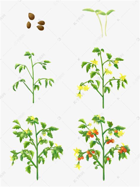 番茄的生长过程手绘植物西红柿生长过程素材图片免费下载-千库网