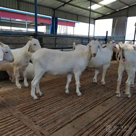 一胎怀孕的山羊价格 澳州白山羊的养殖优势 广西肉羊养殖场-阿里巴巴