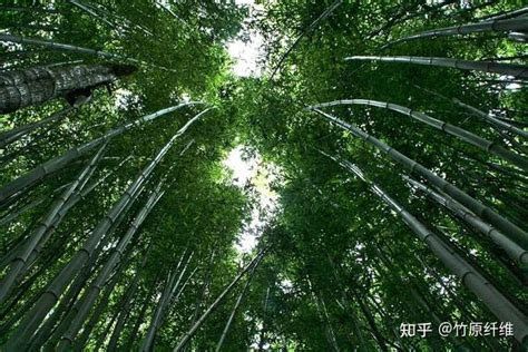 “双碳”赛道上抢抓机遇演绎新角色—— “竹的海洋”怎样打造竹产业