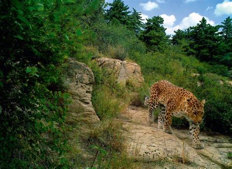 华北豹群的重要栖息地——山西和顺靓丽生态名片_保护_晋中市_和顺县