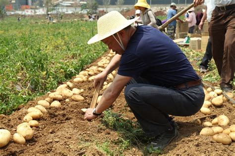 大理洱源：田间直播助农销土豆_云南网