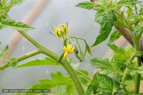 西红柿开花,蔬菜种植,农林渔牧,摄影素材,汇图网www.huitu.com