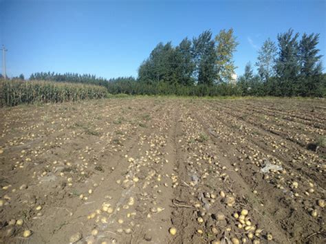 发展马铃薯种植 圆了农民致富梦-法治阳光网