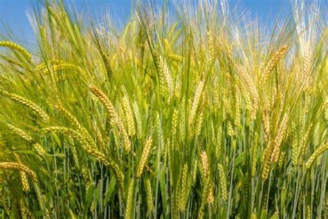2022年小麦的价格，小麦价格最新行情 - 泉景微视