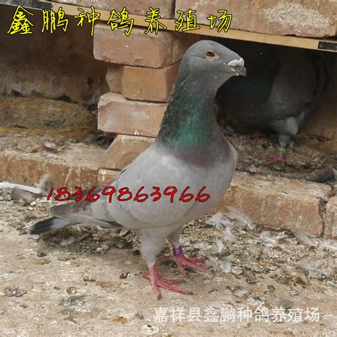 名鸽欣赏-中国信鸽信息网相册