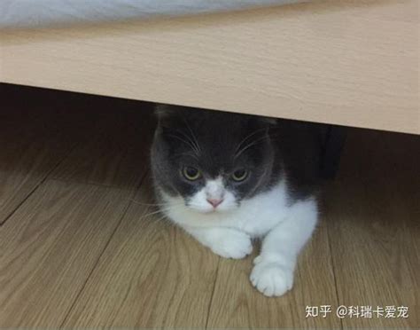 猫咪为什么喜欢往床底下钻？「科瑞卡科普」 - 知乎