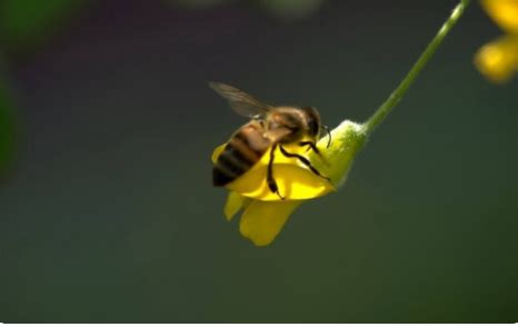 蜜蜂代表什么象征意义-百度经验