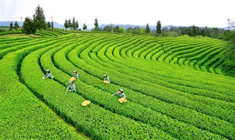 2023国际茶日：奈雪的茶携手中国茶叶学会 让世界爱上中国茶-中国质量新闻网