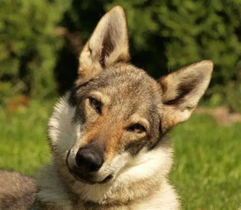 捷克狼犬，拥有狼的人耐力，犬的忠诚性格|捷克|狼犬|狼_新浪新闻