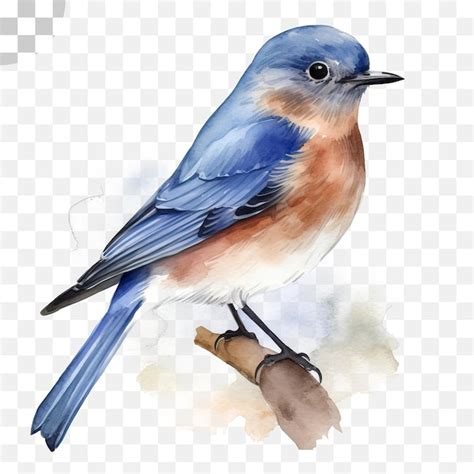 Akwarela Przedstawiająca Bluebirda Na Gałęzi - Bluebird Png Download ...