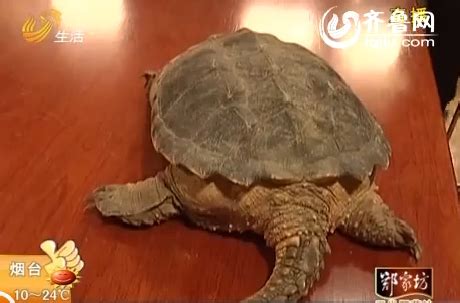 [视频]八旬老汉菜地里捡到大龟 专家：别放生 可以吃 - 社会民生 - 红网视听