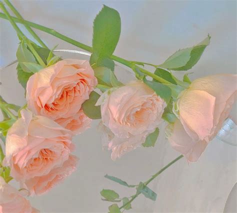 关于玫瑰的浪漫文案|玫瑰|文案|爱意_新浪新闻