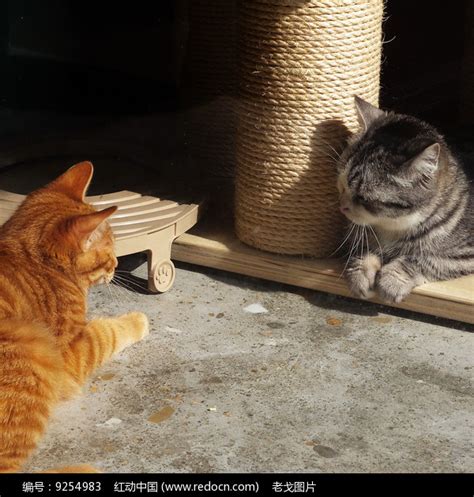 怒目对视的猫图片