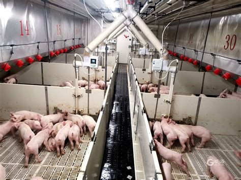 揭秘“AI养猪”，新区这家企业重造畜牧江湖_科技