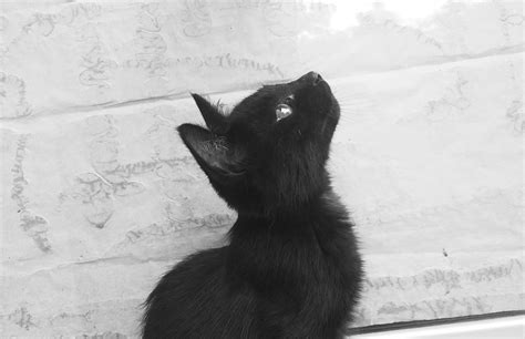 人类手掌中可爱的黑白小猫高清摄影大图-千库网