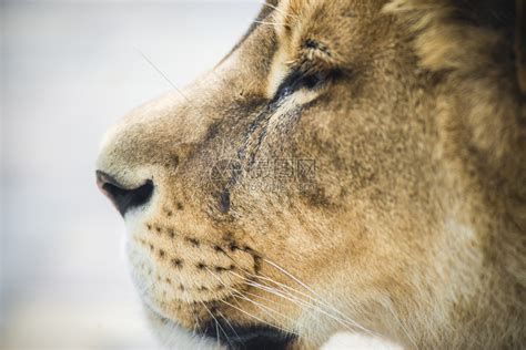 美丽的狮子女肖像高清图片下载-正版图片504757022-摄图网