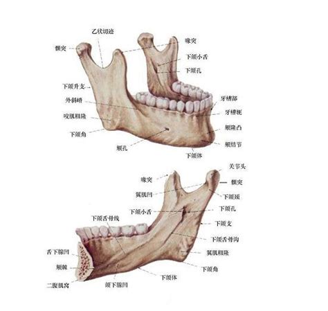 颌面部骨骼解剖图谱-人体解剖图,_医学图库