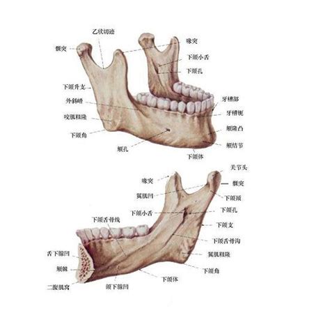 牙齿的解剖结构-基础医学-医学