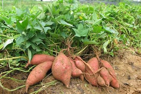 红薯种植的方法与时间 —【发财农业网】