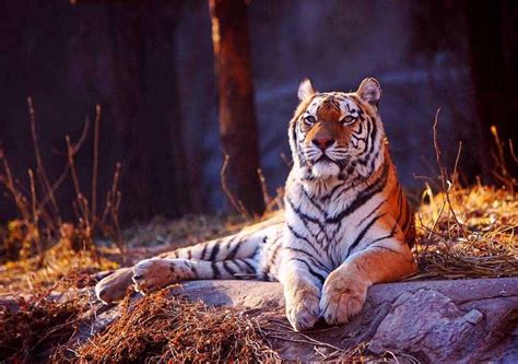 地球上6大仅存的老虎，不过都是濒危物种，有一个已经野外灭绝
