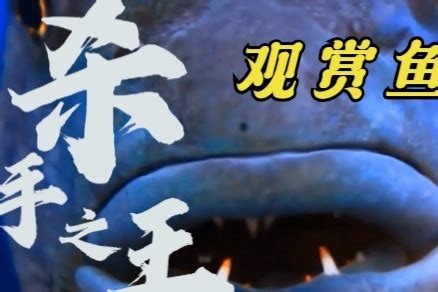 非洲不死鱼叫什么(非洲一种鱼) - 三色锦鲤鱼 - 广州观赏鱼批发市场