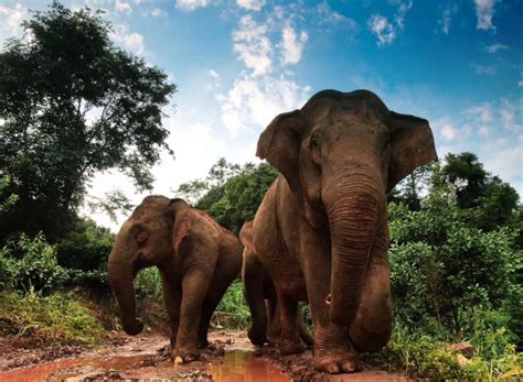 【大象北上南归这一年】重磅！首届大象国际传播论坛将于8月8日在我州举办