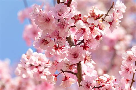 春季盛开的梅花|摄影|生态|壹格设计 - 原创作品 - 站酷 (ZCOOL)
