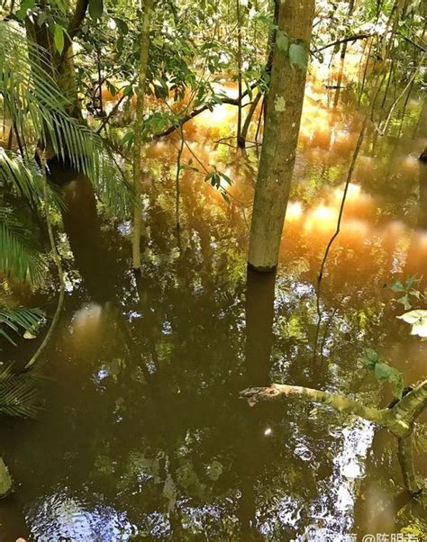 亚马逊雨林鸟瞰图航拍雨林植被环境保护生态_视频素材下载_编号:5710105_光厂(VJ师网) www.vjshi.com