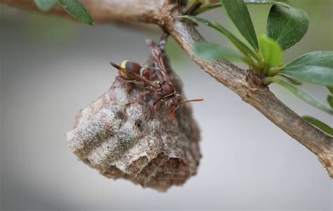 马蜂的生活习性，马蜂的阶段性特点 - 农敢网
