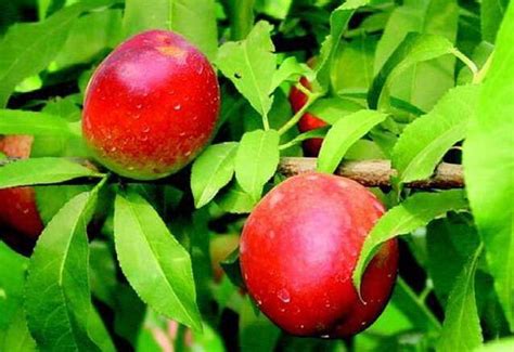 苹果果园丰收的果树高清图片下载-正版图片501618563-摄图网