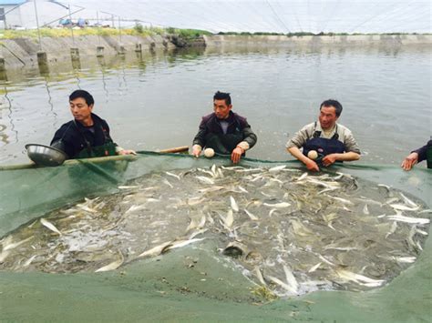 泰州人工驯养刀鱼上市 价格仅为野生的四分之一_荔枝网