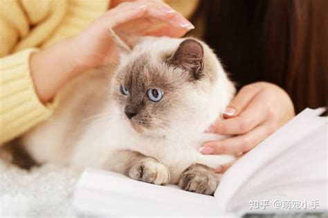 猫咪咬人怎么办 – 中国宠物网
