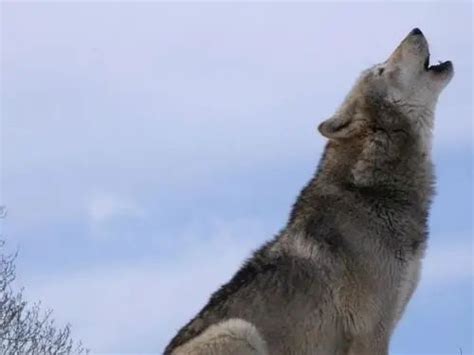 这是我看过最好的狼纪录片：狼为什么被人类敬畏？因为它最像人！_腾讯视频