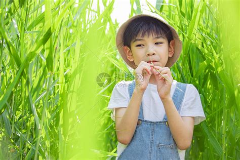 在芦苇丛中玩耍的小男孩高清图片下载-正版图片501764814-摄图网