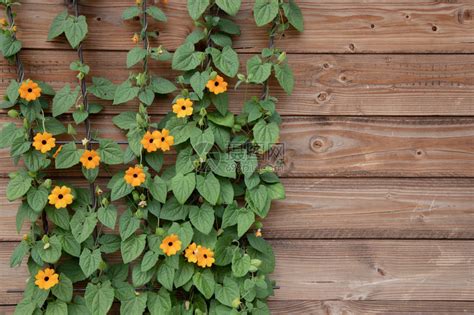 在棕色木板的背景上的橙色夏季花朵的开花灌木黑眼苏珊Thunbergiaalata高清图片下载-正版图片506196147-摄图网