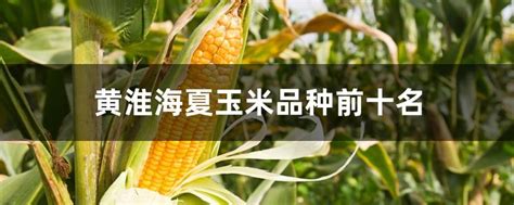 黄淮海夏玉米品种前十名 - 如意谷