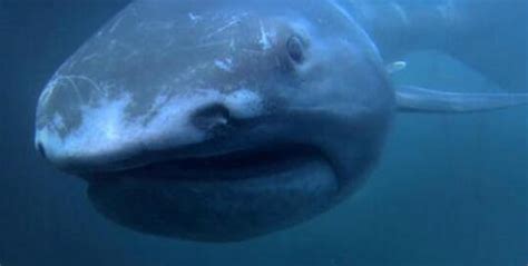巨口鲨，最稀少神秘的鲨鱼